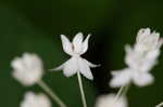 Fourleaf milkweed